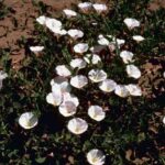 magnoliopsida-dicotiledoneas